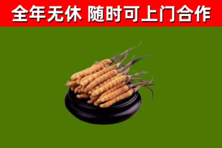 昌江回收冬虫夏草