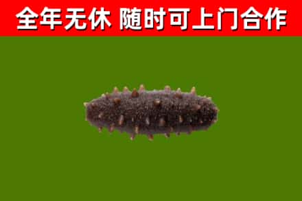 昌江回收海参干